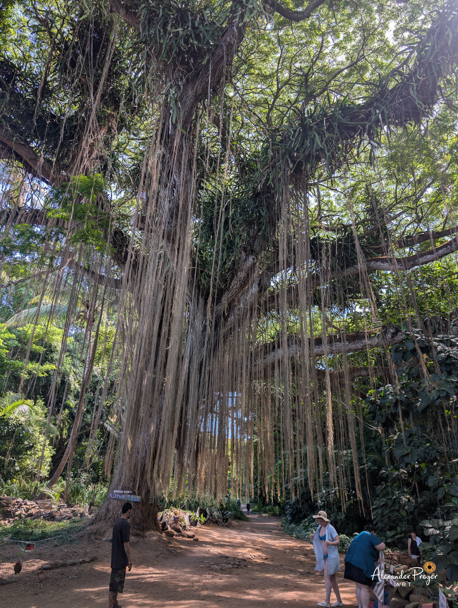 Riesenbaum Honolua Mokuleia Bay